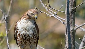 Preview wallpaper falcon, bird, predator, branches, tree, wildlife