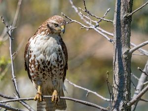 Preview wallpaper falcon, bird, predator, branches, tree, wildlife