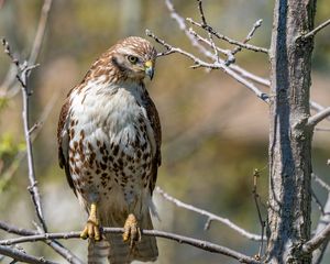 Preview wallpaper falcon, bird, predator, branches, tree, wildlife