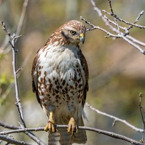 Preview wallpaper falcon, bird, predator, branches, tree, wildlife