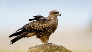 Preview wallpaper falcon, bird, predator, wings