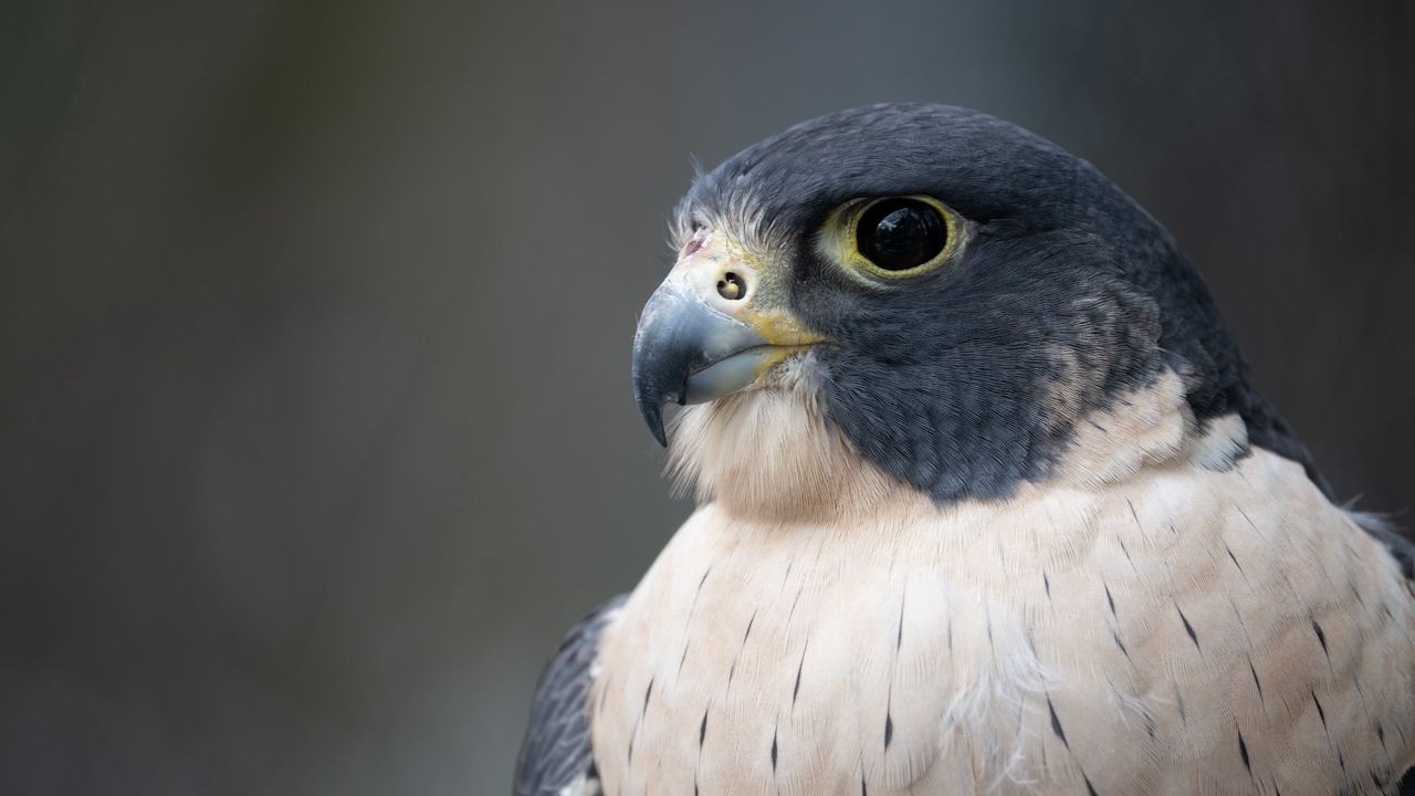 Wallpaper falcon, bird, predator, beak, close up