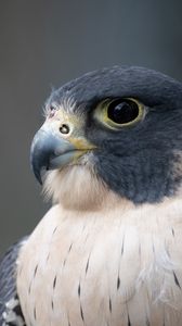 Preview wallpaper falcon, bird, predator, beak, close up