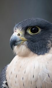 Preview wallpaper falcon, bird, predator, beak, close up