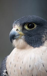 Preview wallpaper falcon, bird, predator, beak, close up