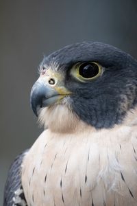 Preview wallpaper falcon, bird, predator, beak, close up