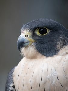 Preview wallpaper falcon, bird, predator, beak, close up