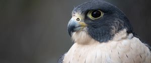 Preview wallpaper falcon, bird, predator, beak, close up