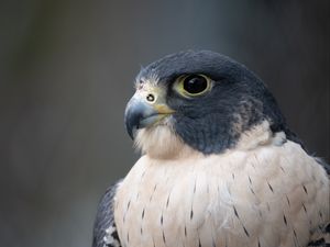 Preview wallpaper falcon, bird, predator, beak, close up