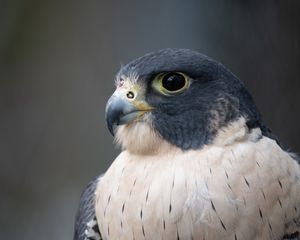 Preview wallpaper falcon, bird, predator, beak, close up