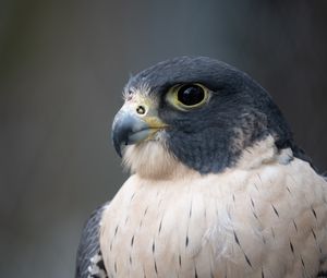 Preview wallpaper falcon, bird, predator, beak, close up