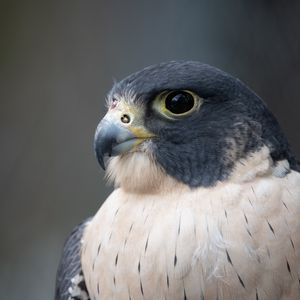 Preview wallpaper falcon, bird, predator, beak, close up