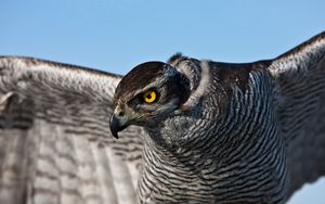 Preview wallpaper falcon, bird, striped, tail, wag