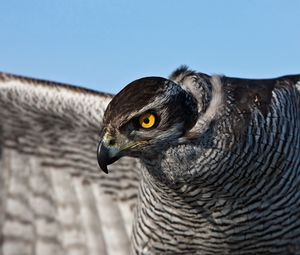 Preview wallpaper falcon, bird, striped, tail, wag