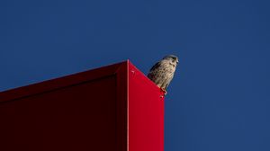 Preview wallpaper falcon, bird, surface, red
