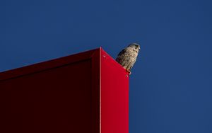 Preview wallpaper falcon, bird, surface, red