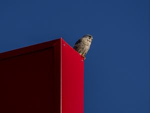 Preview wallpaper falcon, bird, surface, red