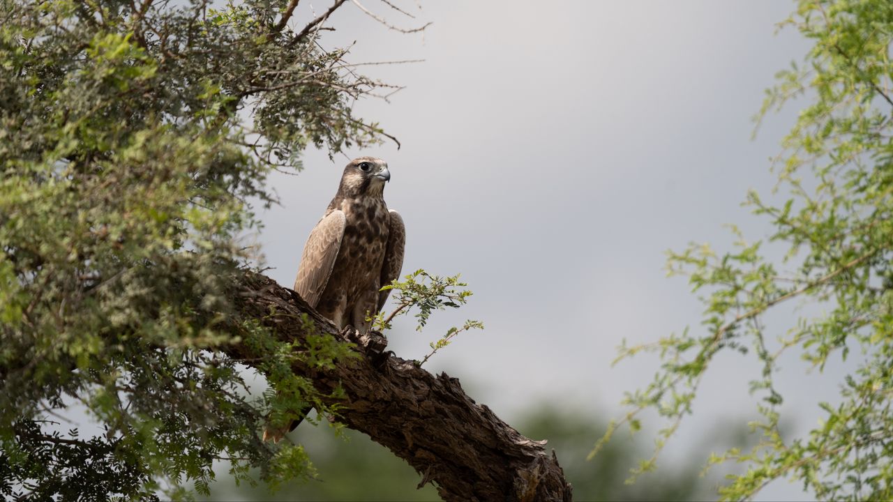 Wallpaper falcon, bird, watching, tree, wildlife