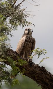 Preview wallpaper falcon, bird, watching, tree, wildlife