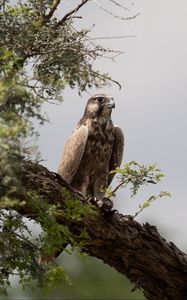 Preview wallpaper falcon, bird, watching, tree, wildlife