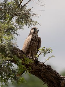 Preview wallpaper falcon, bird, watching, tree, wildlife