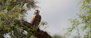 Preview wallpaper falcon, bird, watching, tree, wildlife