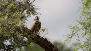 Preview wallpaper falcon, bird, watching, tree, wildlife