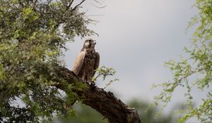 Preview wallpaper falcon, bird, watching, tree, wildlife