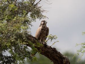 Preview wallpaper falcon, bird, watching, tree, wildlife