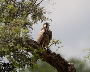 Preview wallpaper falcon, bird, watching, tree, wildlife