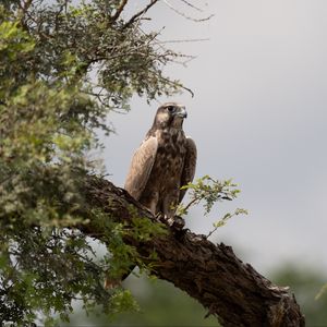 Preview wallpaper falcon, bird, watching, tree, wildlife