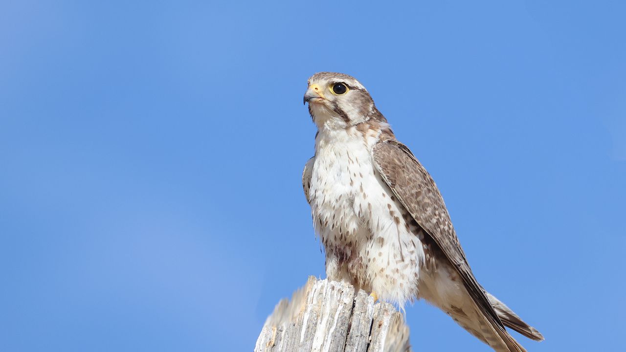 Wallpaper falcon, bird, wildlife, sky