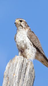 Preview wallpaper falcon, bird, wildlife, sky