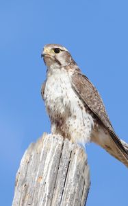 Preview wallpaper falcon, bird, wildlife, sky