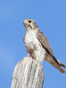 Preview wallpaper falcon, bird, wildlife, sky