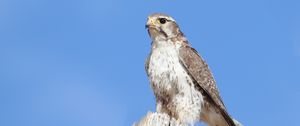 Preview wallpaper falcon, bird, wildlife, sky