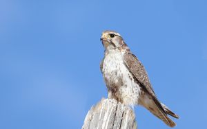 Preview wallpaper falcon, bird, wildlife, sky