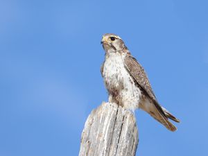 Preview wallpaper falcon, bird, wildlife, sky