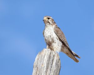 Preview wallpaper falcon, bird, wildlife, sky