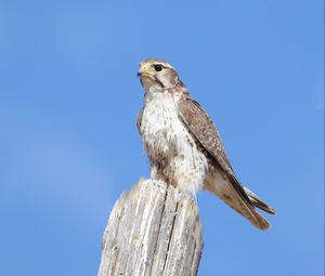 Preview wallpaper falcon, bird, wildlife, sky