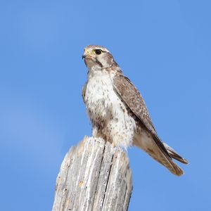 Preview wallpaper falcon, bird, wildlife, sky