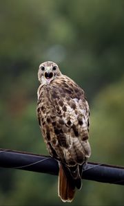 Preview wallpaper falcon, bird, wildlife, blur