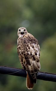 Preview wallpaper falcon, bird, wildlife, blur