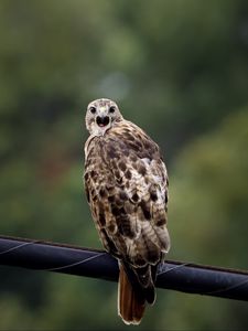 Preview wallpaper falcon, bird, wildlife, blur