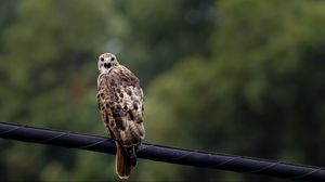 Preview wallpaper falcon, bird, wildlife, blur