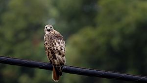 Preview wallpaper falcon, bird, wildlife, blur