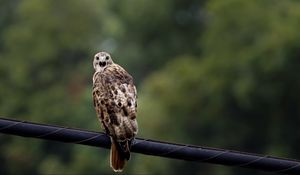 Preview wallpaper falcon, bird, wildlife, blur