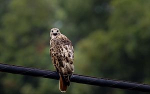 Preview wallpaper falcon, bird, wildlife, blur