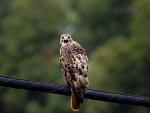 Preview wallpaper falcon, bird, wildlife, blur