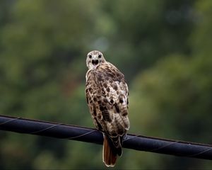 Preview wallpaper falcon, bird, wildlife, blur